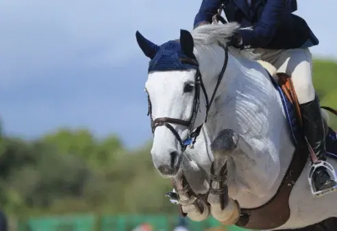 Reitsport