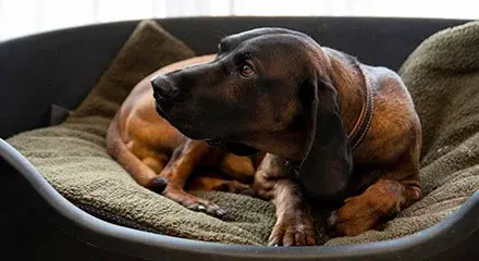 Jagdhunde