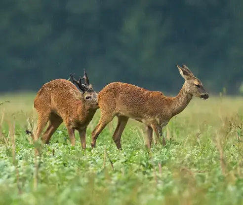 Blattjagd im Sommer