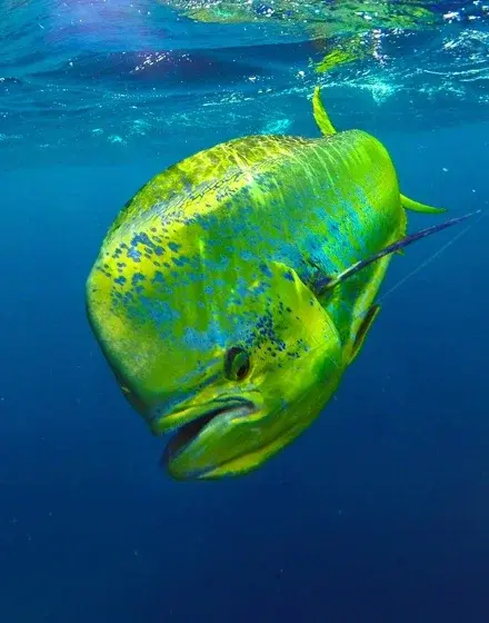 Salzwasserfischen