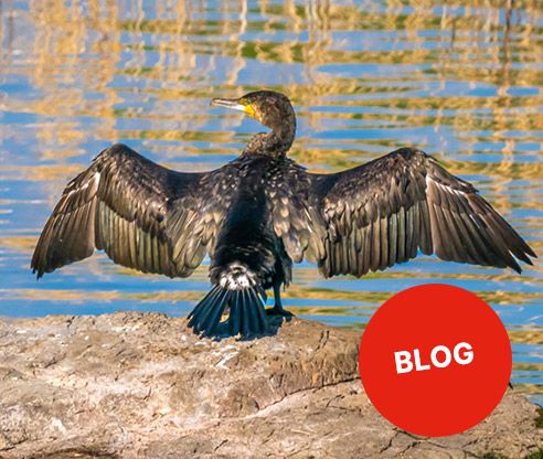 Mehr als nur der Kormoran