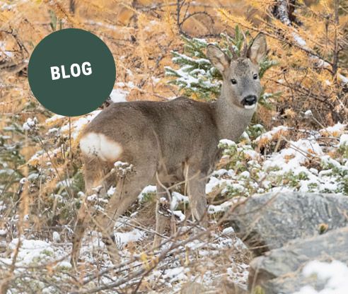 Schuss frei? Was echter Kugelfang wirklich bedeutet