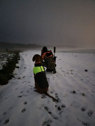 STEINER LRF 10x42 (2) @eico_young_huntingdog.JPG