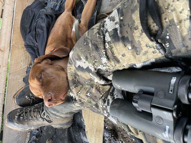 STEINER LRF 10x42 (1) @eico_young_huntingdog.jpg